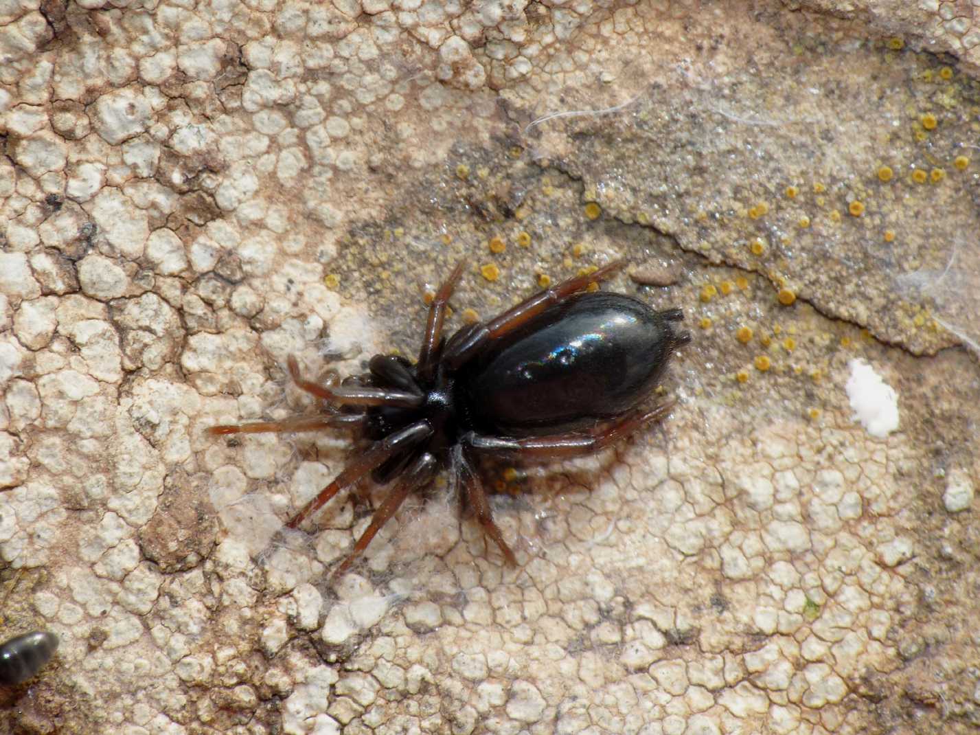 Piccolo Gnaphosidae: probabile Trachyzelotes sp.